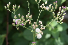 Vernonia cinerea